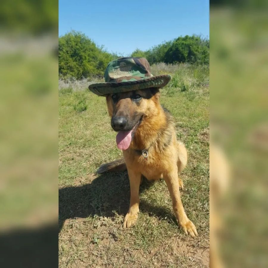 Anti-poaching Dog Sammy.