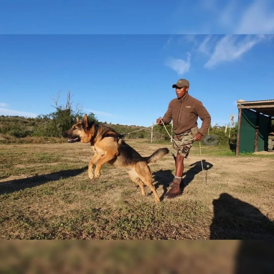 Anti-poaching Dog Sammy