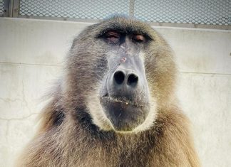 Baboon