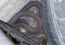 Black mamba snake