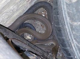 Black mamba snake