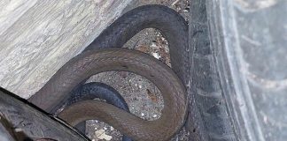 Black mamba snake
