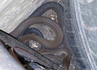 Black mamba snake