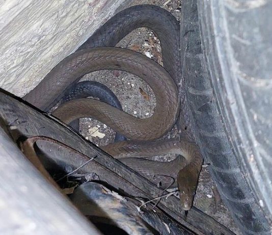 Black mamba snake
