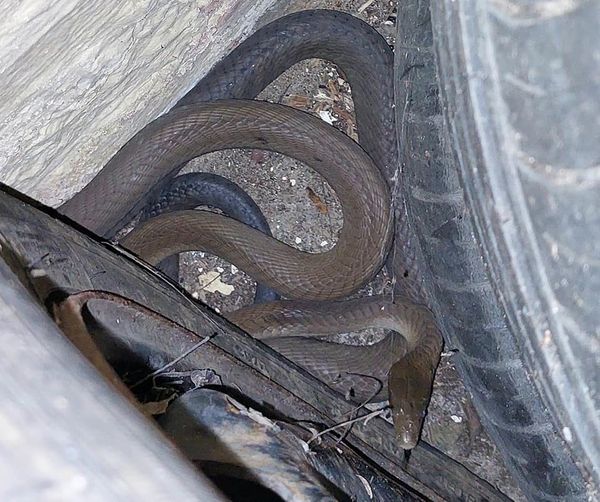 Black mamba snake Black mamba snake