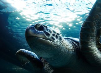 Bob the turtle