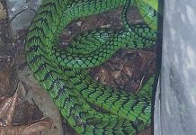 Boomslang snake
