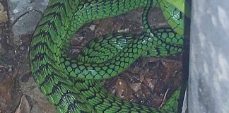 Boomslang snake
