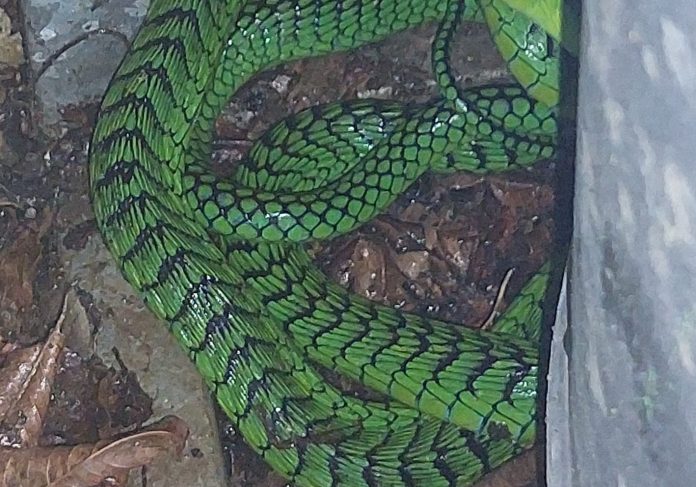 Boomslang snake Boomslang snake