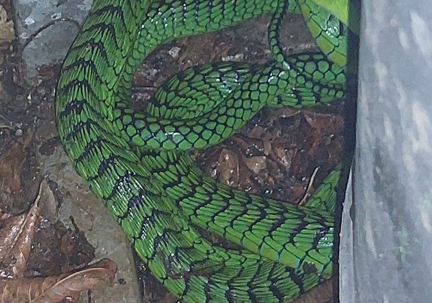 Boomslang snake