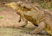 Crocodile Kruger National Park