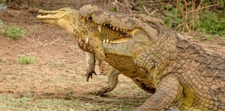 Crocodile Kruger National Park