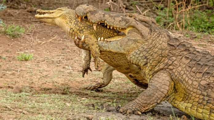 Crocodile Kruger National Park Crocodile Kruger National Park