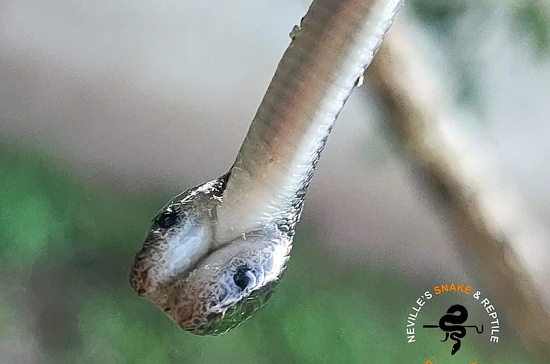 Two headed snake South Africa