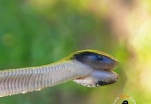 Two headed snake South Africa
