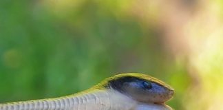 Two headed snake South Africa