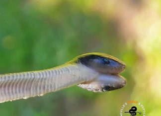 Two headed snake South Africa