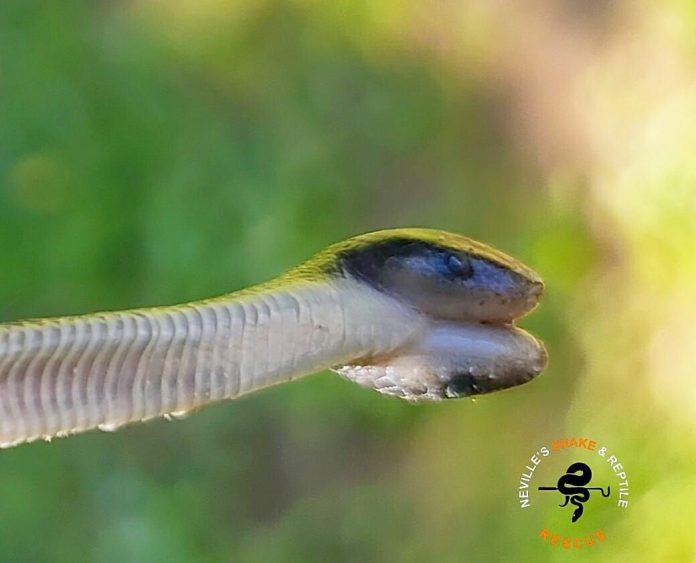 Two headed snake South Africa Two headed snake South Africa
