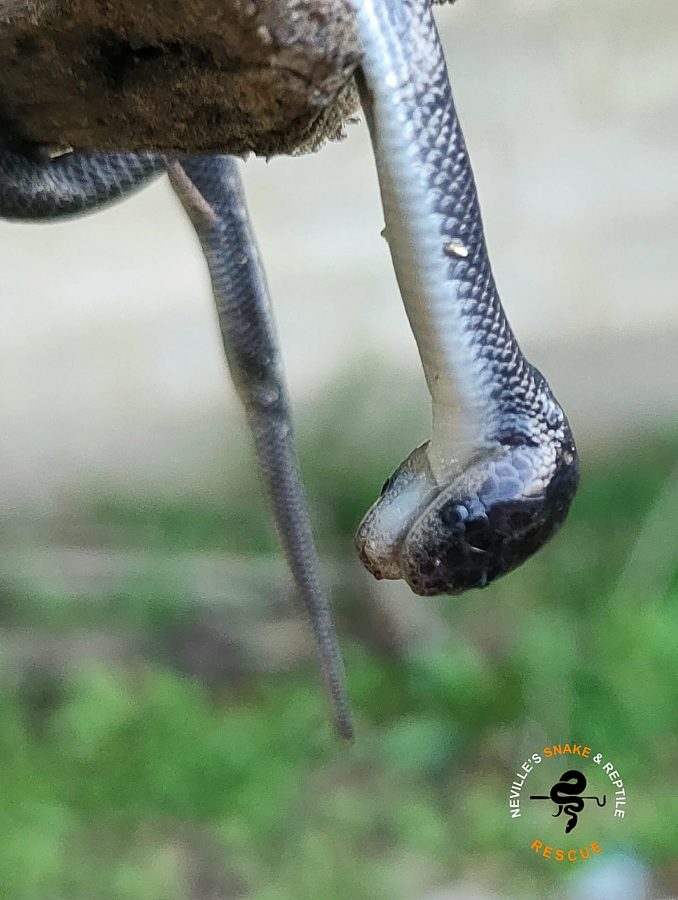 Two headed snake South Africa