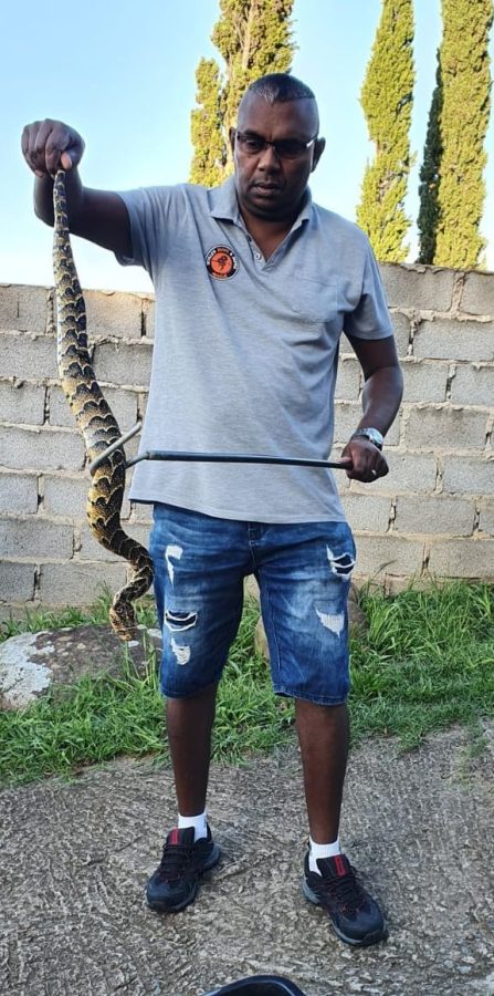 Two headed snake South Africa