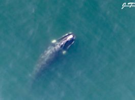 dead whale explodes on beach