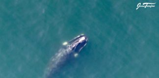 dead whale explodes on beach