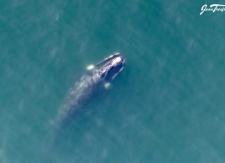 dead whale explodes on beach