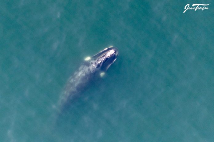 Southern right whale Southern right whale