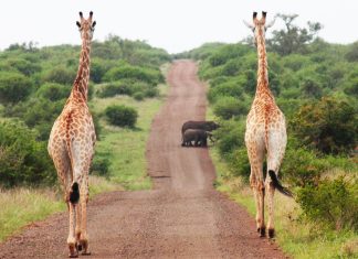 Kruger National Park