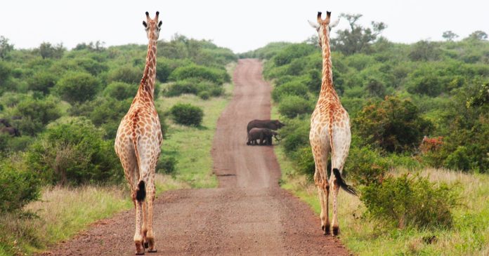 Global scientists gather in the Kruger National Park Global scientists gather in the Kruger National Park