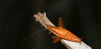 City celebrates World Wildlife Day with jumping cockroach