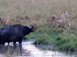 Lion buffalo