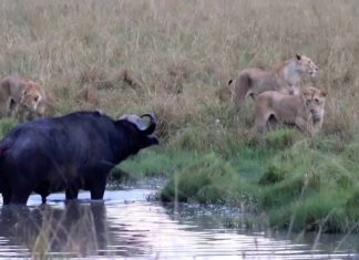 Lion buffalo