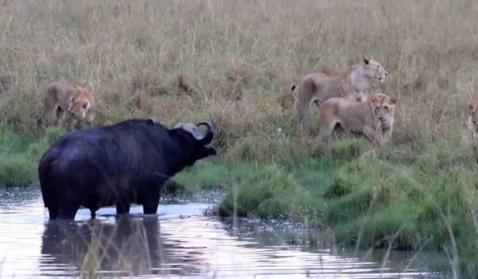 Lion buffalo Lion buffalo