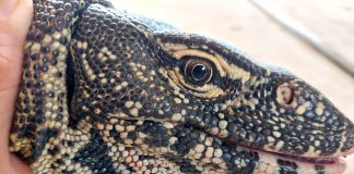 Nile Monitor Lizard