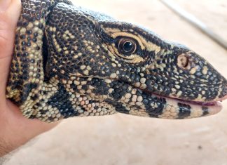 Nile Monitor Lizard