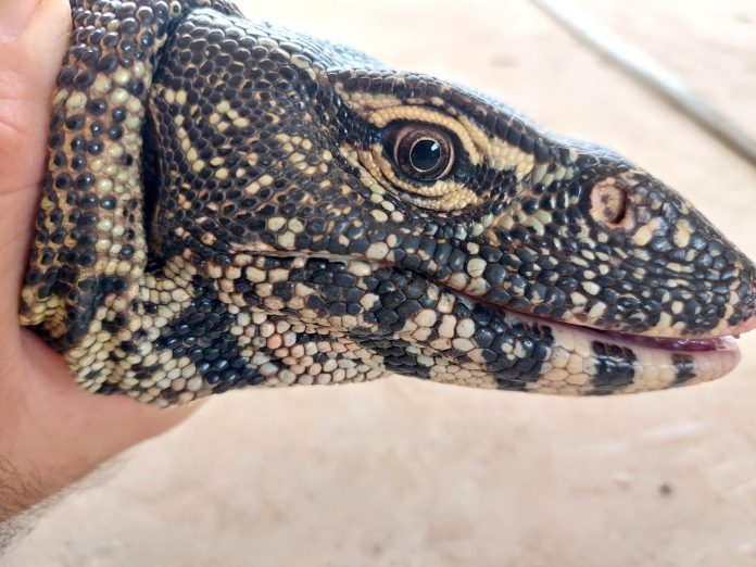 Nile Monitor Lizard Nile Monitor Lizard
