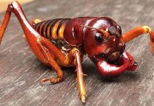 Parktown Prawn