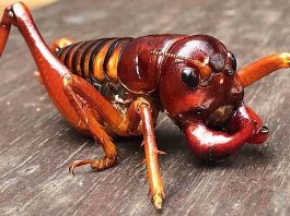 Parktown Prawn