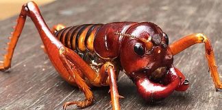Parktown Prawn