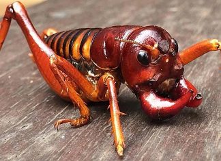 Parktown Prawn