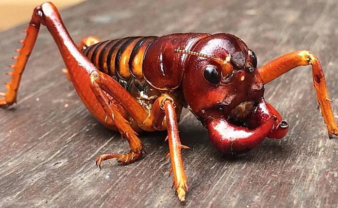 parktown prawn Parktown Prawn