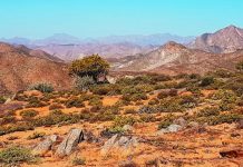 Richtersveld Botanist Scoops Prestigious Award