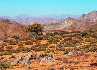 Richtersveld Botanist Scoops Prestigious Award