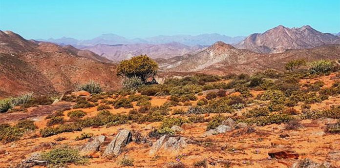 Richtersveld-Transfrontier-Park Richtersveld Botanist Scoops Prestigious Award