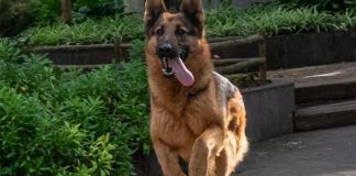 Eastern Cape's first anti-poaching K9 hero, Sammy, tragically dies after bee attack