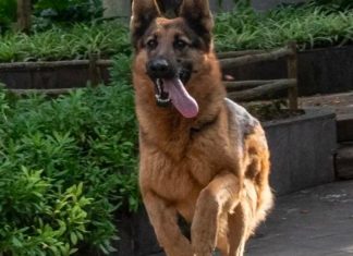 Eastern Cape's first anti-poaching K9 hero, Sammy, tragically dies after bee attack