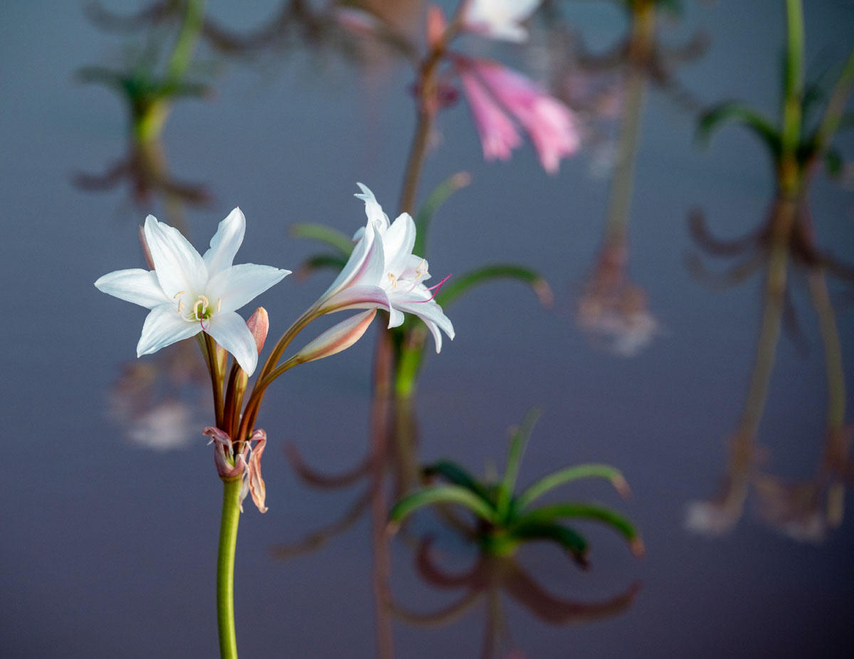 Cape Town photographer captures rare phenomenon Sandhof lilies in full