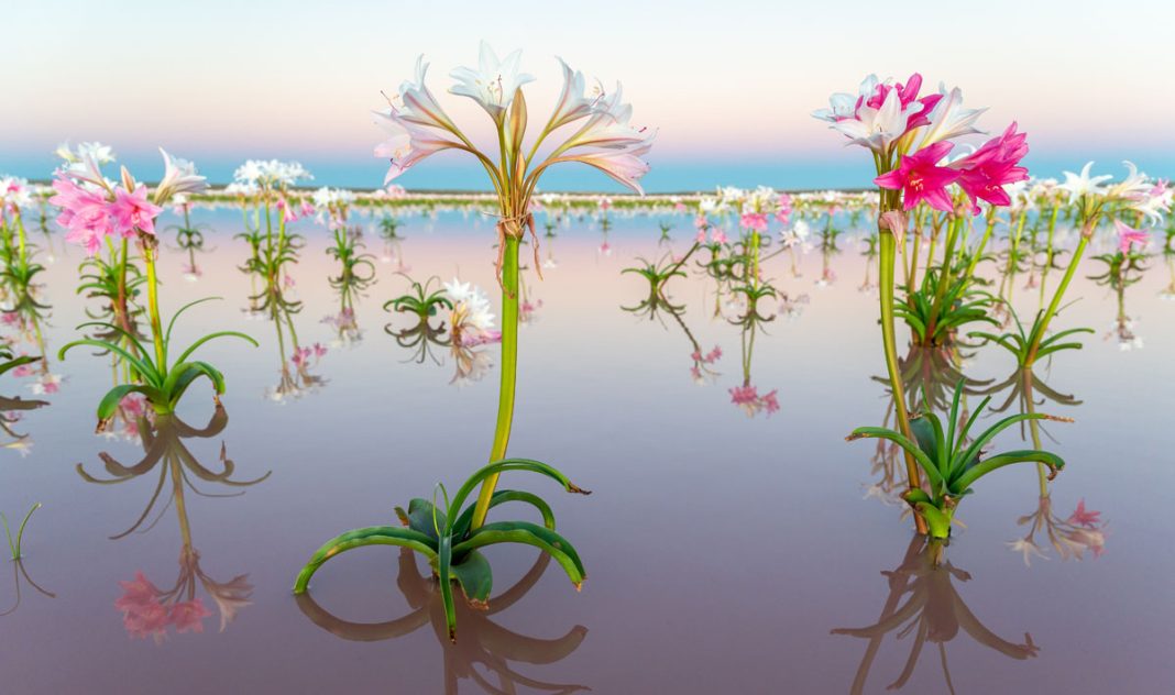 Cape Town photographer captures rare phenomenon Sandhof lilies in full