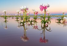 Sandhof lilies, Kyle Goetsch